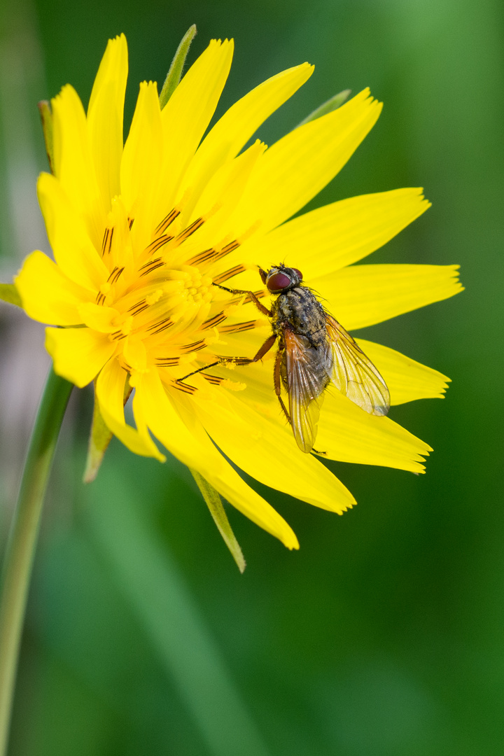 Blüte mit Besuch