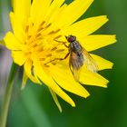 Blüte mit Besuch