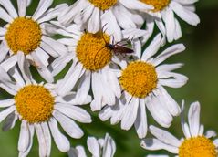 Blüte mit Besuch