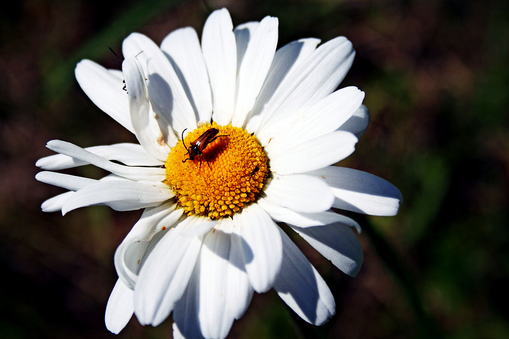 Blüte mit Besuch