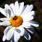 Blüte mit Besuch