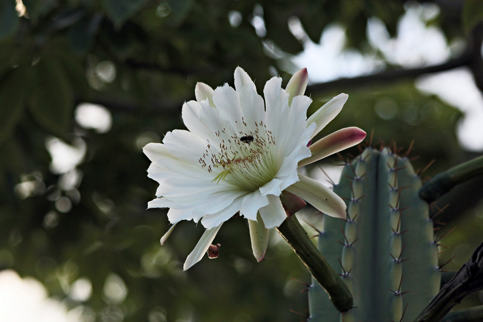 Blüte mit Besuch