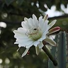 Blüte mit Besuch