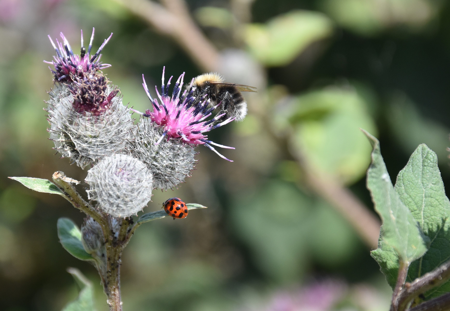 Blüte mit Besuch