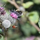 Blüte mit Besuch