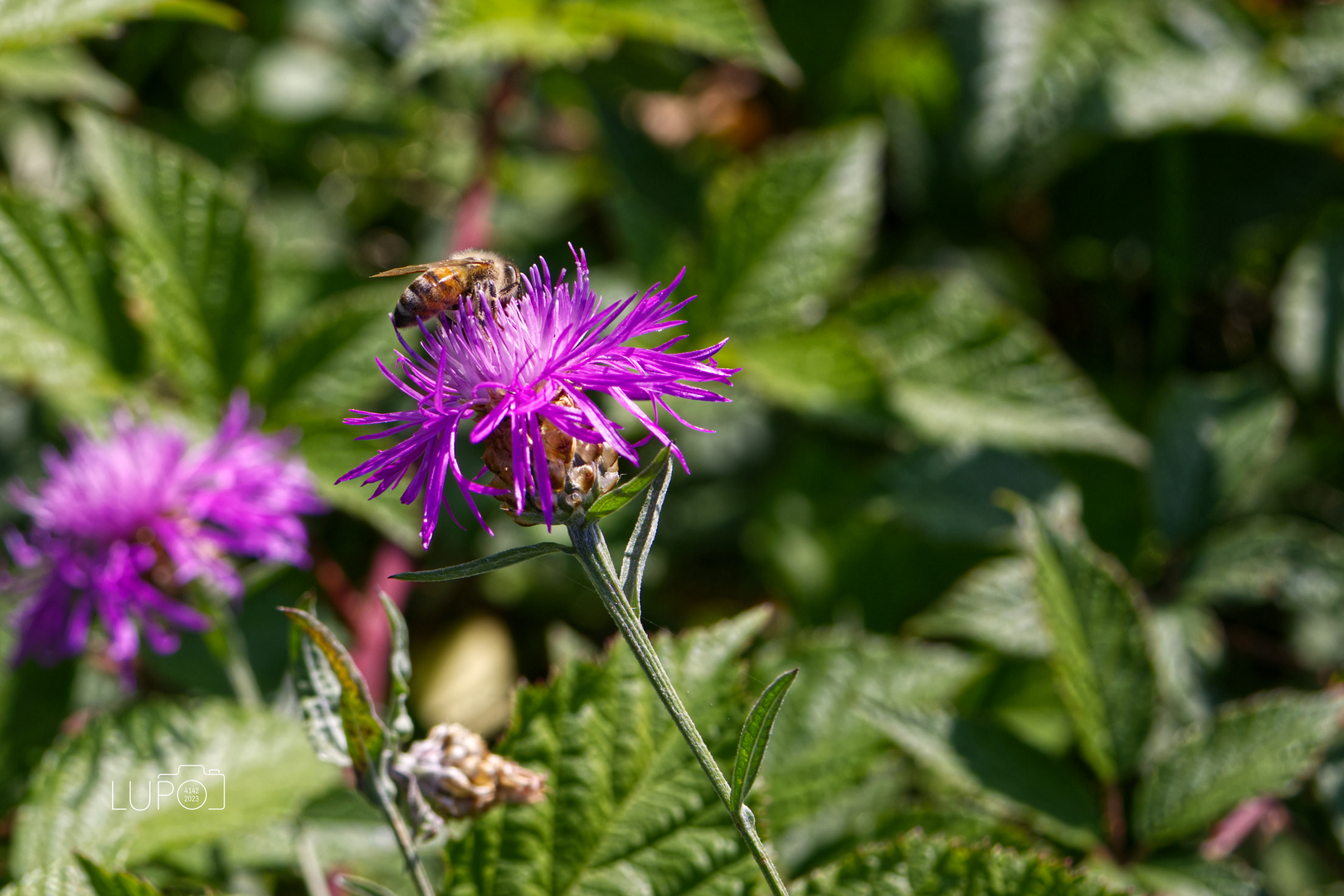 Blüte mit Besuch