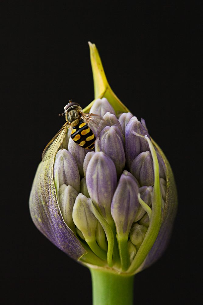 Blüte mit Besuch