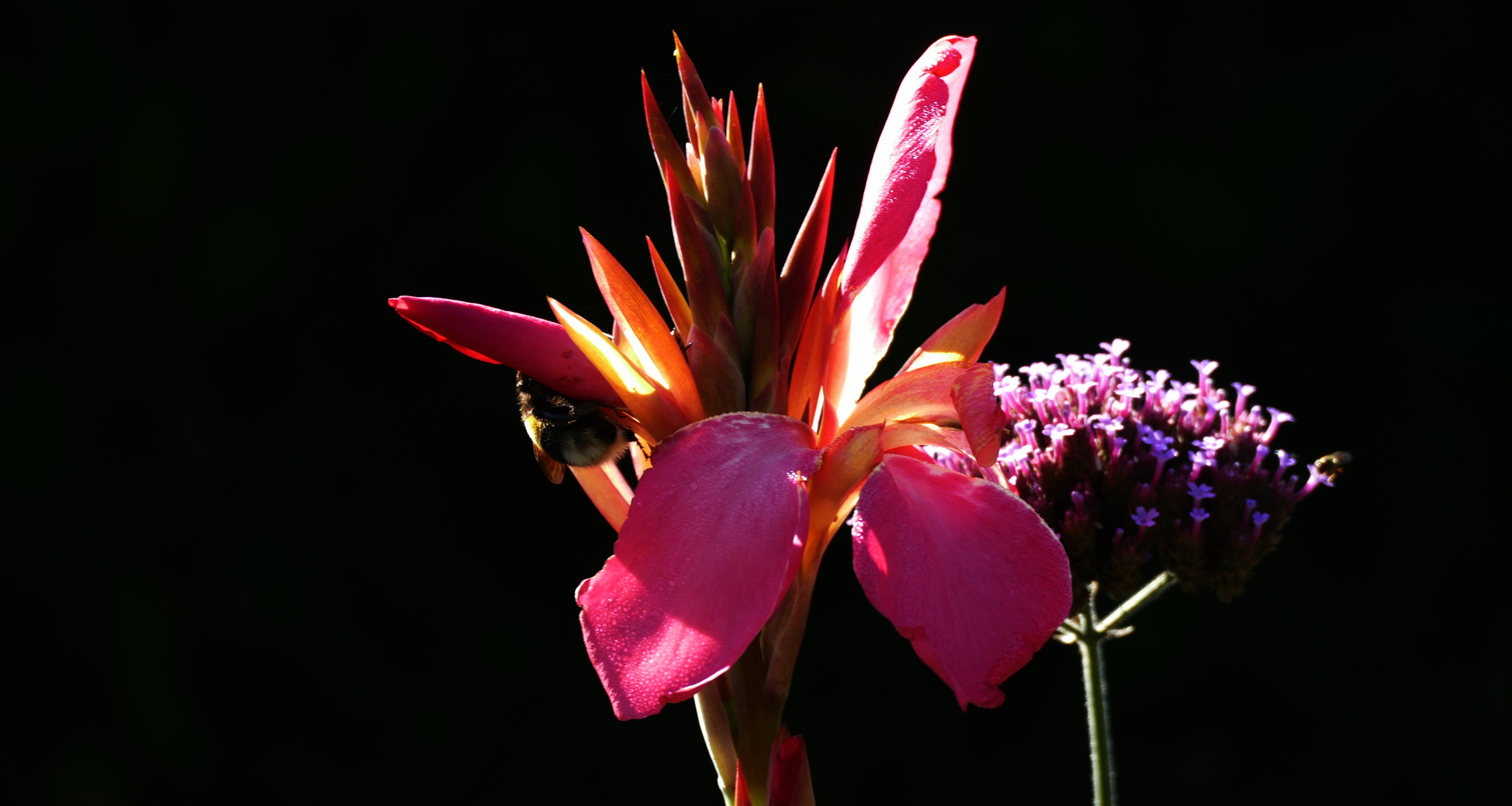 Blüte mit besuch