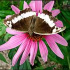 Blüte mit Besuch