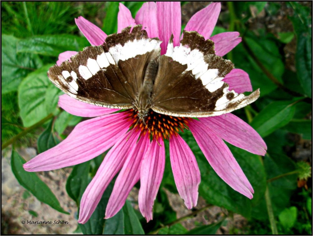 Blüte mit Besuch