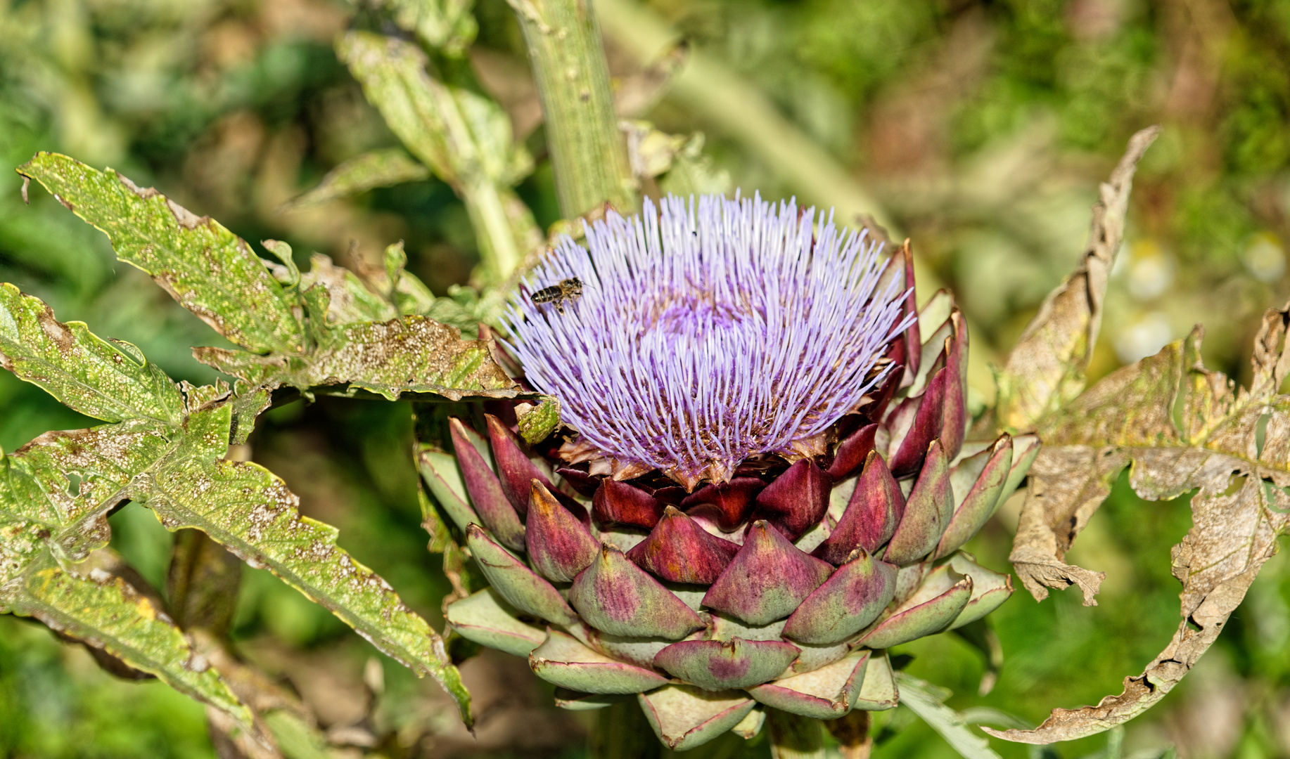 Blüte mit Besuch