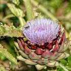 Blüte mit Besuch