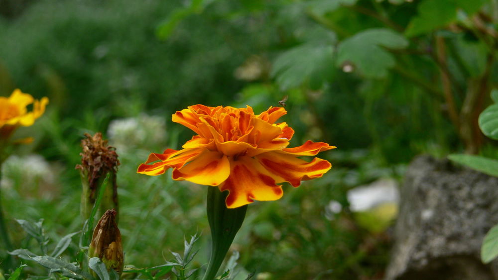 blüte mit besuch