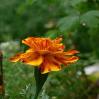 blüte mit besuch