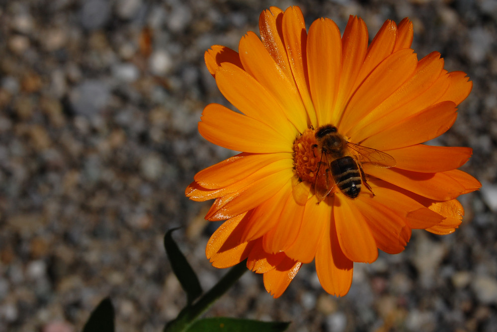 *Blüte mit Besuch*