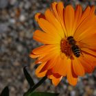 *Blüte mit Besuch*