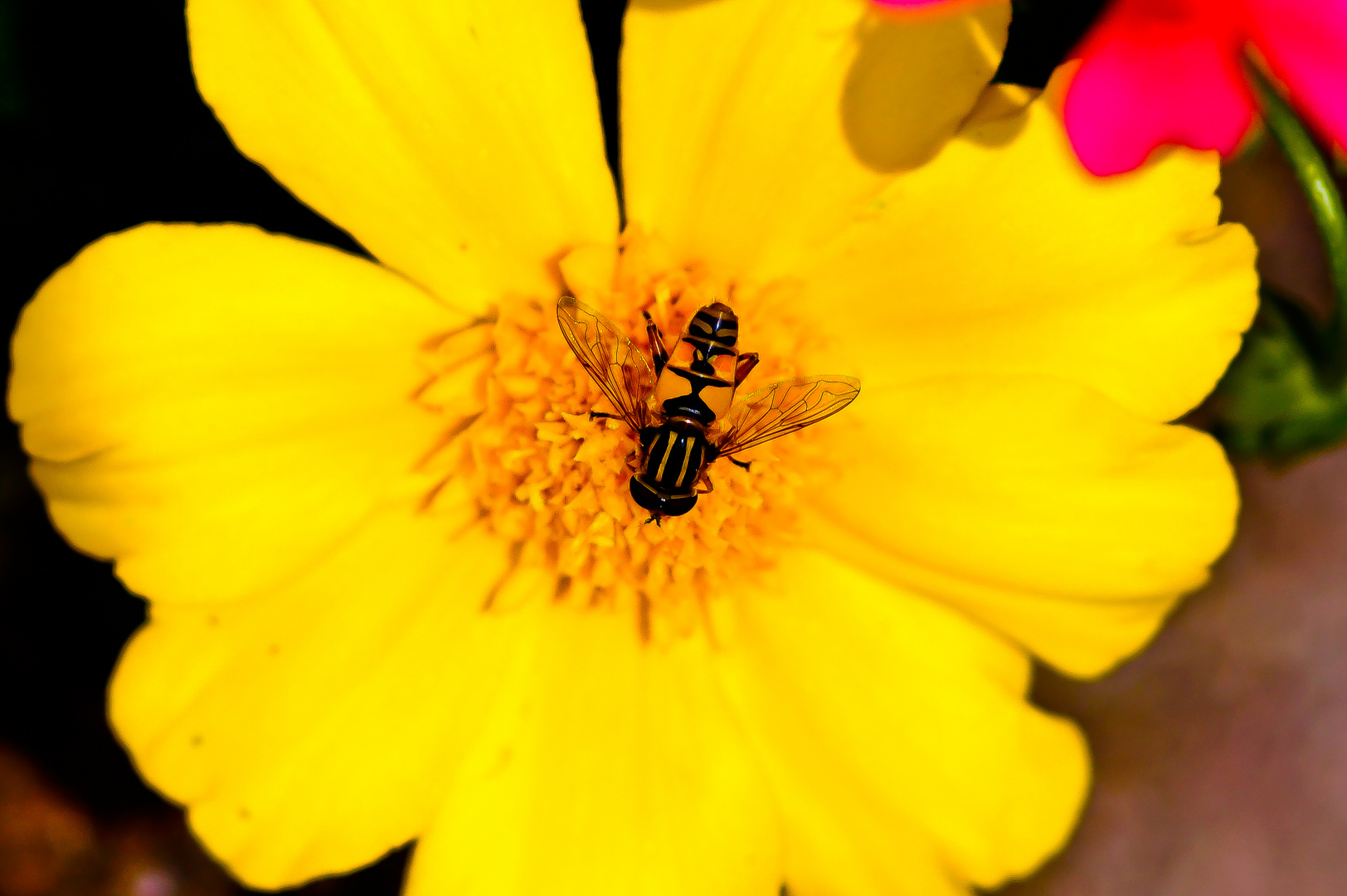 Blüte mit Besuch.