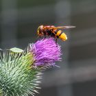 Blüte mit Besuch