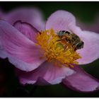 Blüte mit Besucher