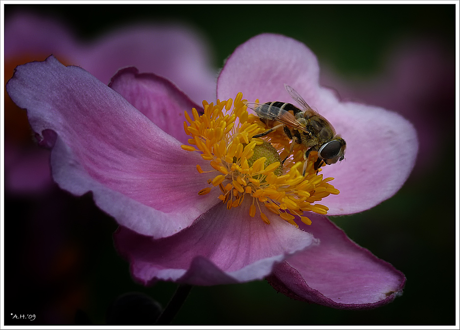 Blüte mit Besucher