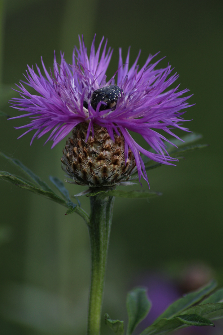 Blüte mit Besucher 1