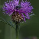 Blüte mit Besucher 1