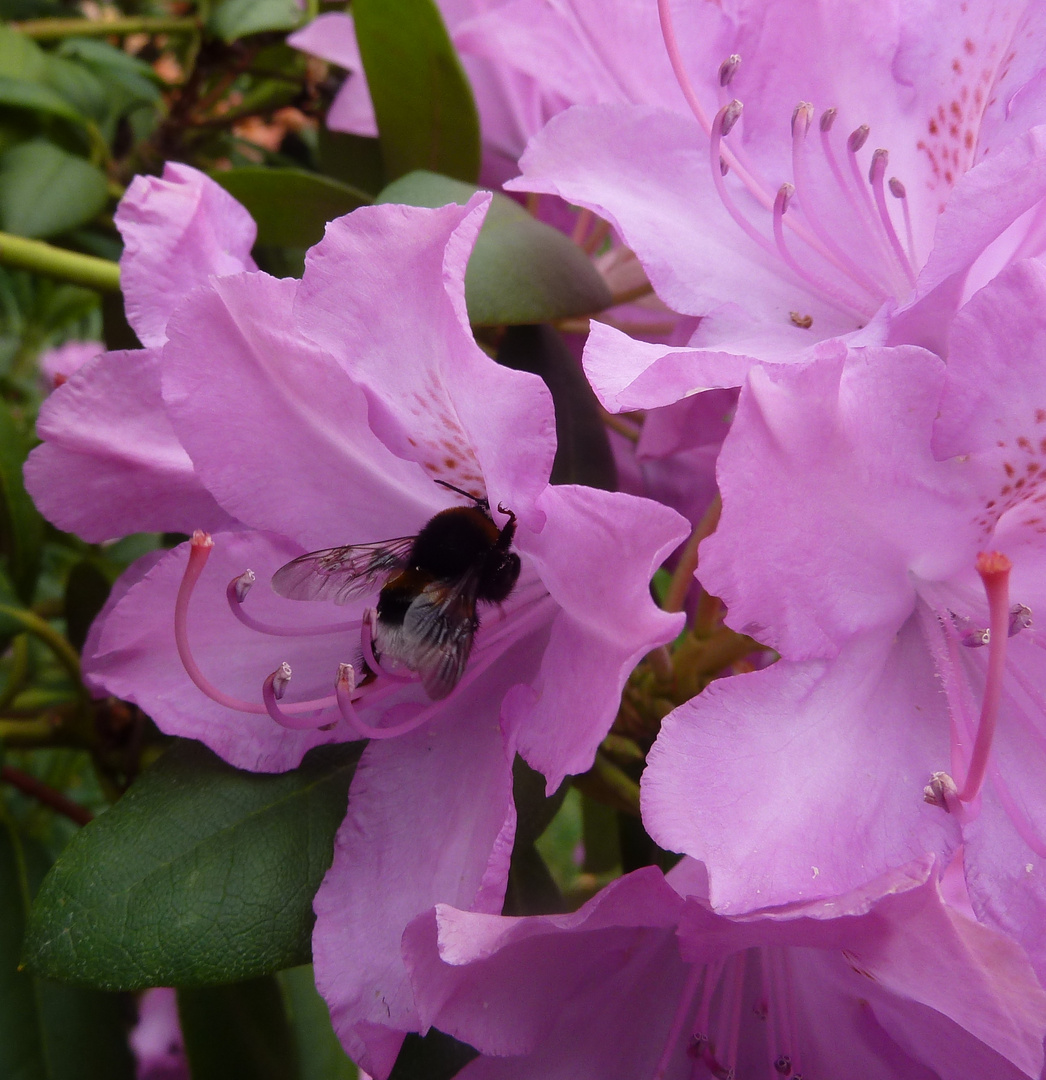 Blüte mit Besucher 1