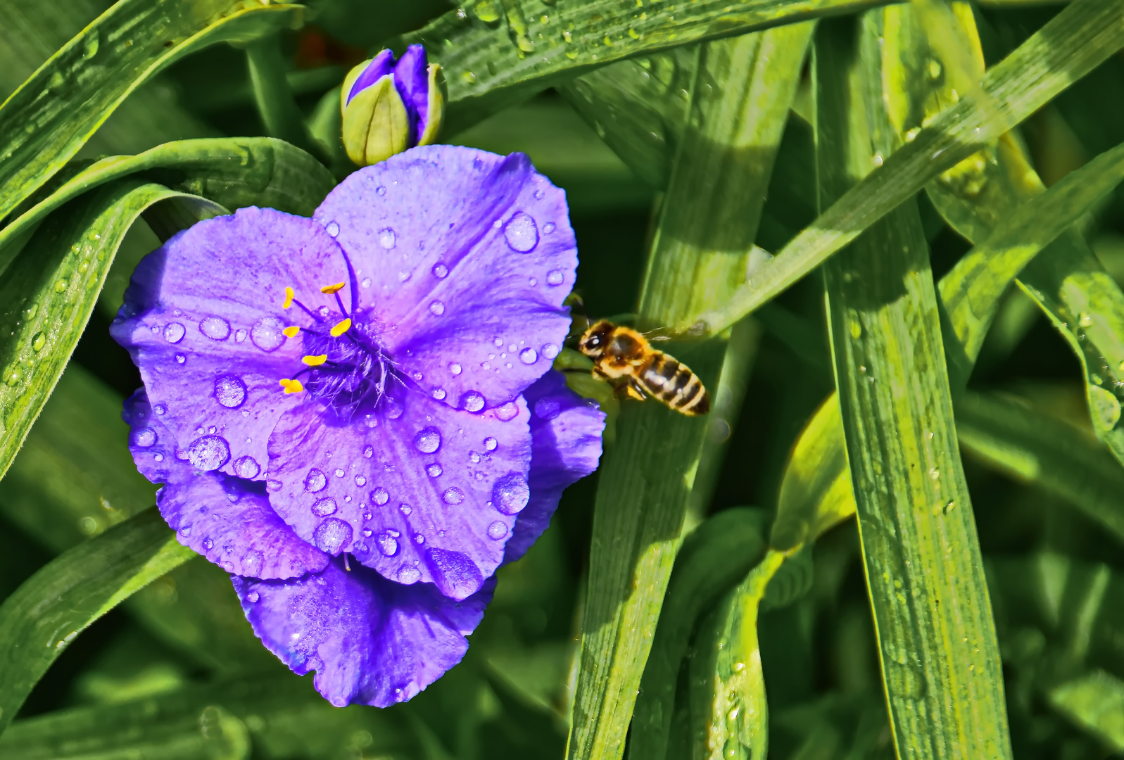 Blüte mit Besucher