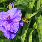 Blüte mit Besucher