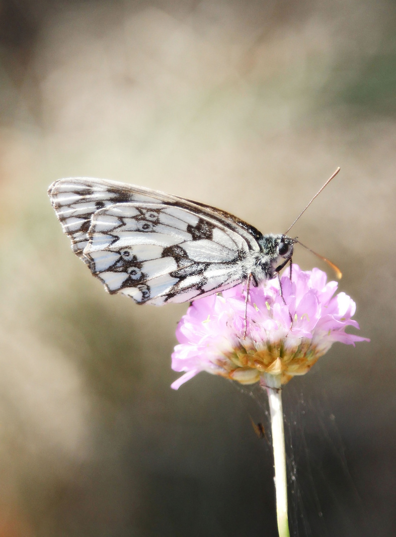 Blüte mit Besucher