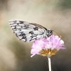 Blüte mit Besucher