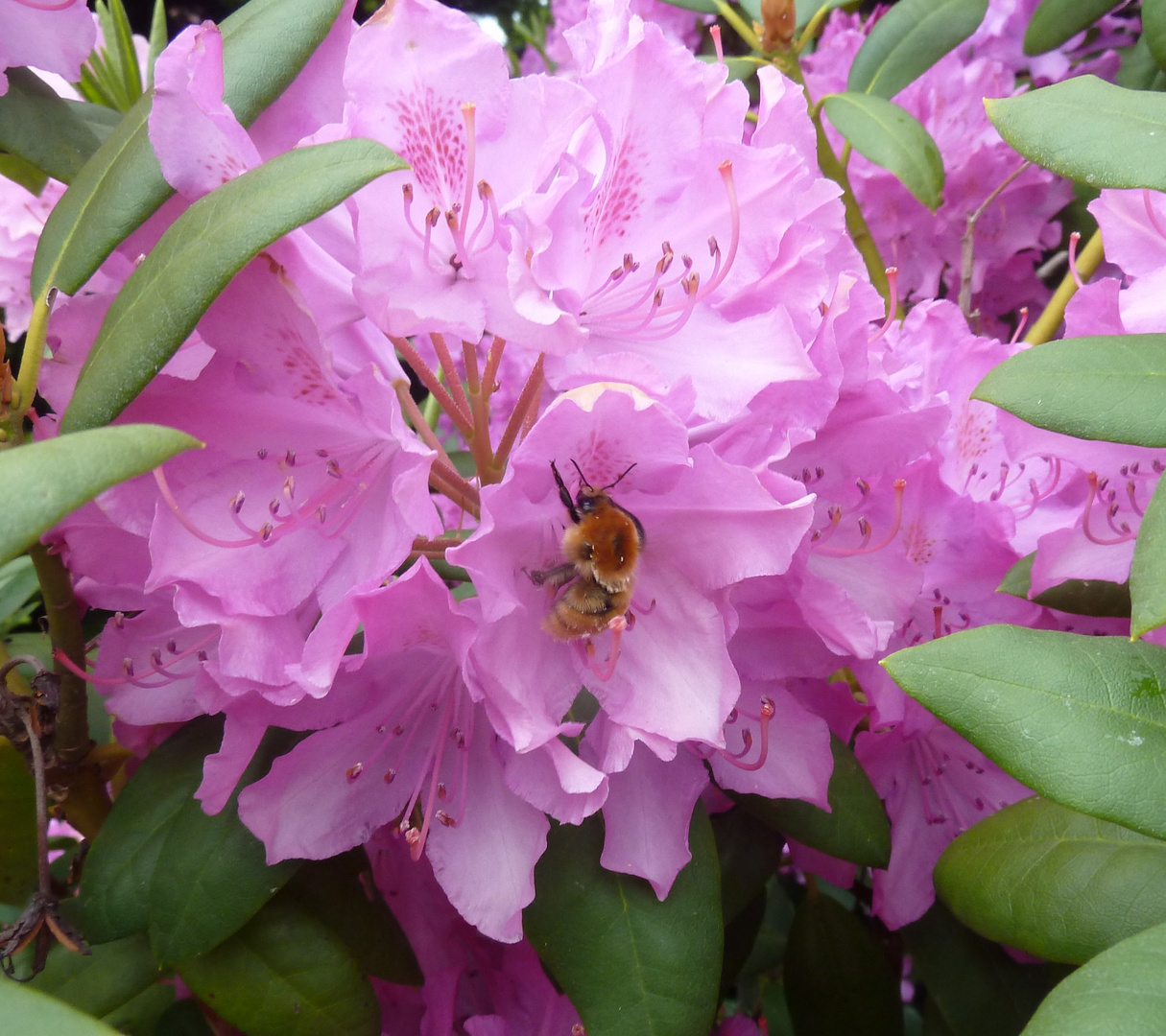 Blüte mit Besucher 2