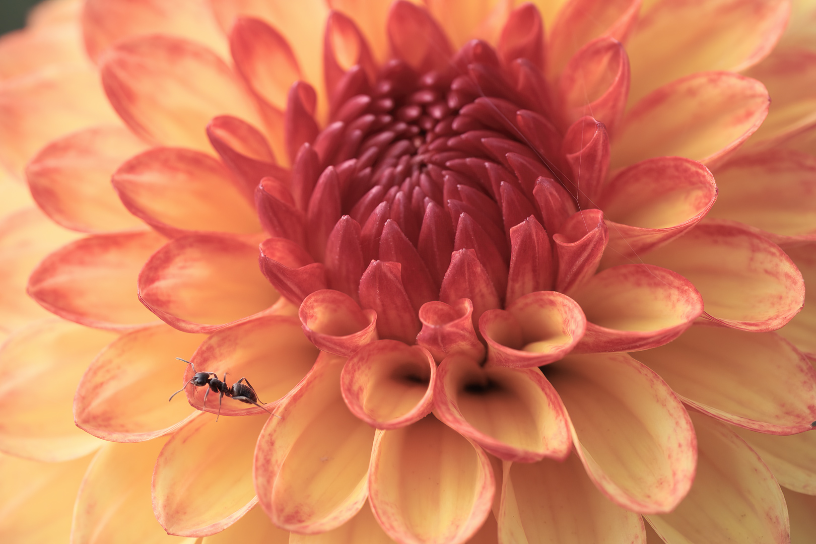 Blüte mit Besucher ...