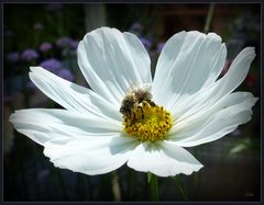 Blüte mit Besucher ...