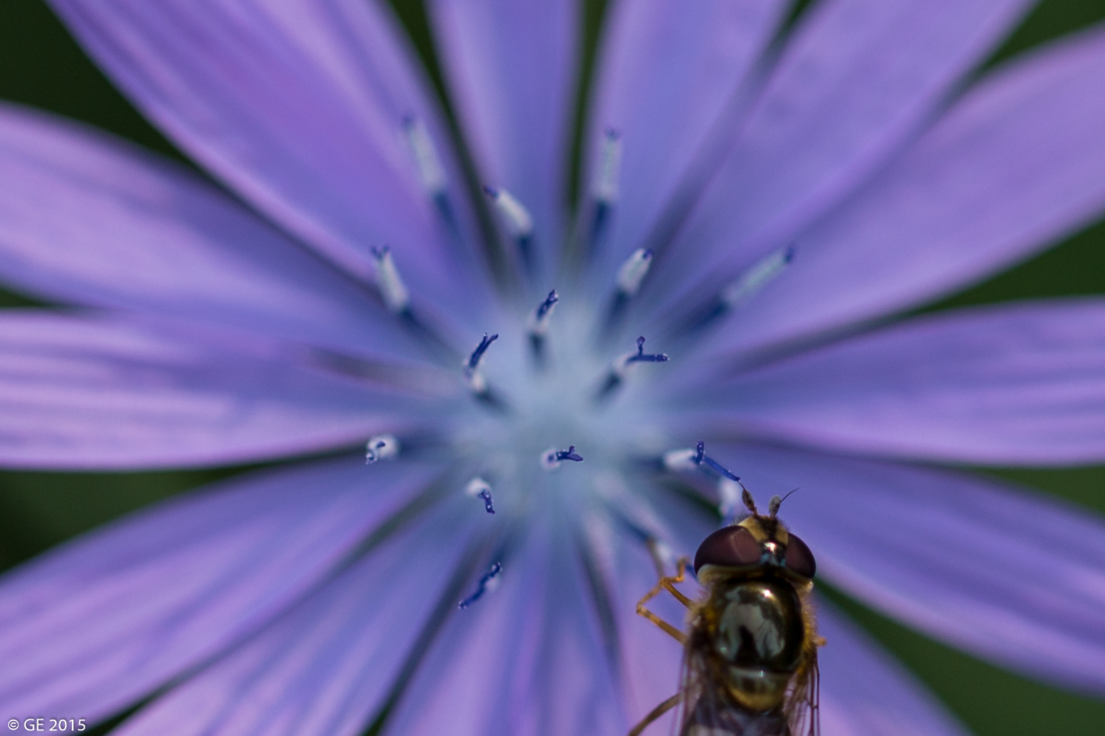 Blüte mit Besucher