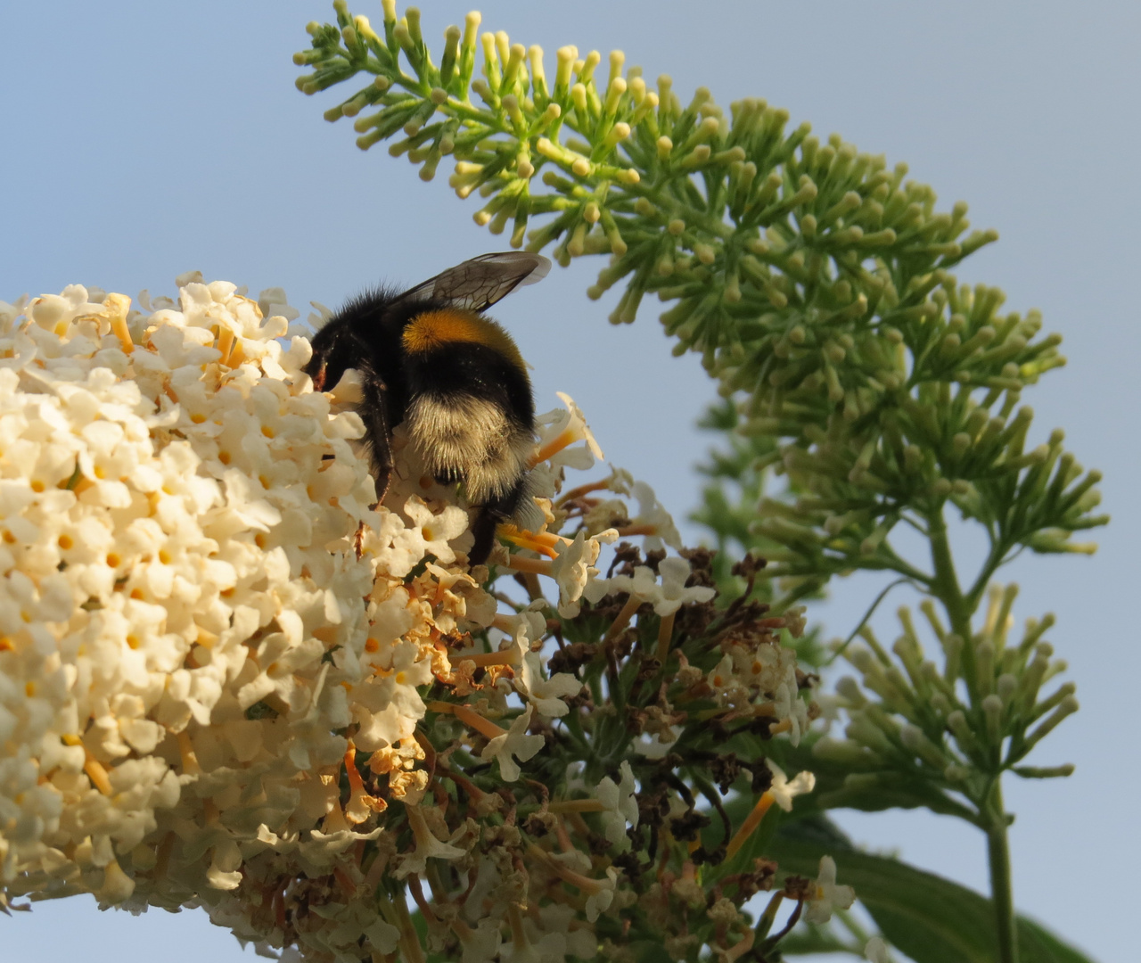 Blüte mit Besucher