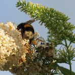 Blüte mit Besucher