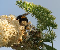 Blüte mit Besucher