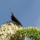 Blüte mit Besucher