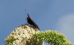 Blüte mit Besucher