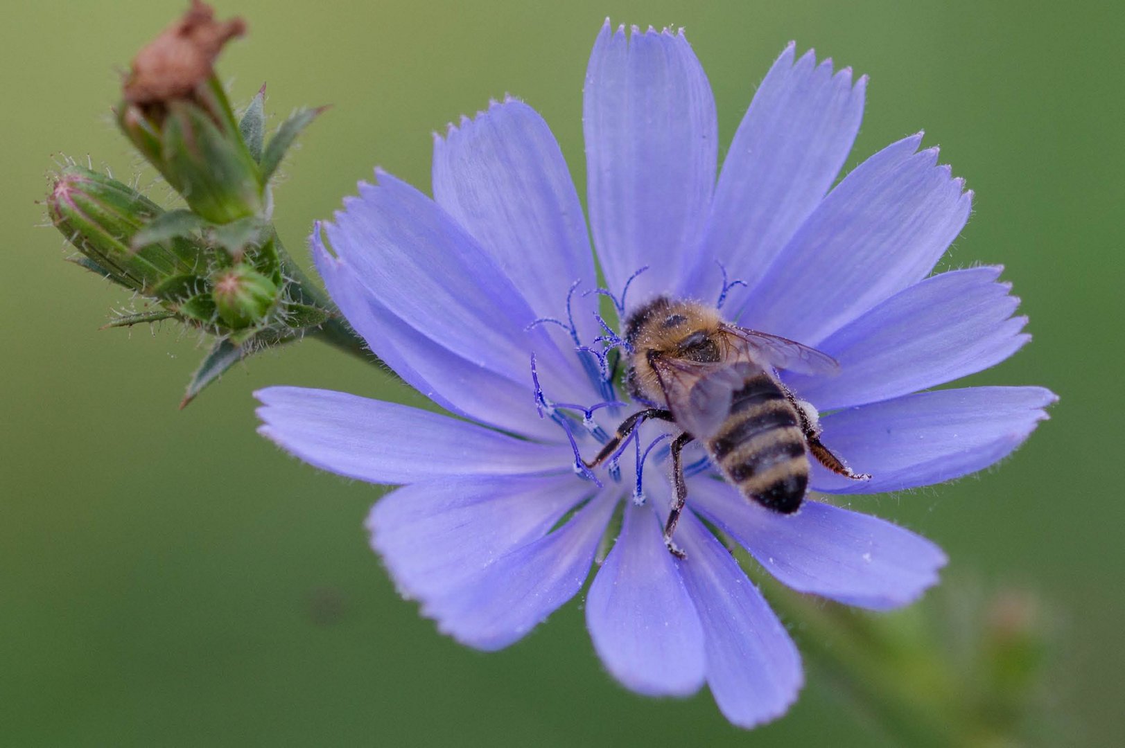 Blüte mit Besucher