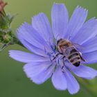 Blüte mit Besucher