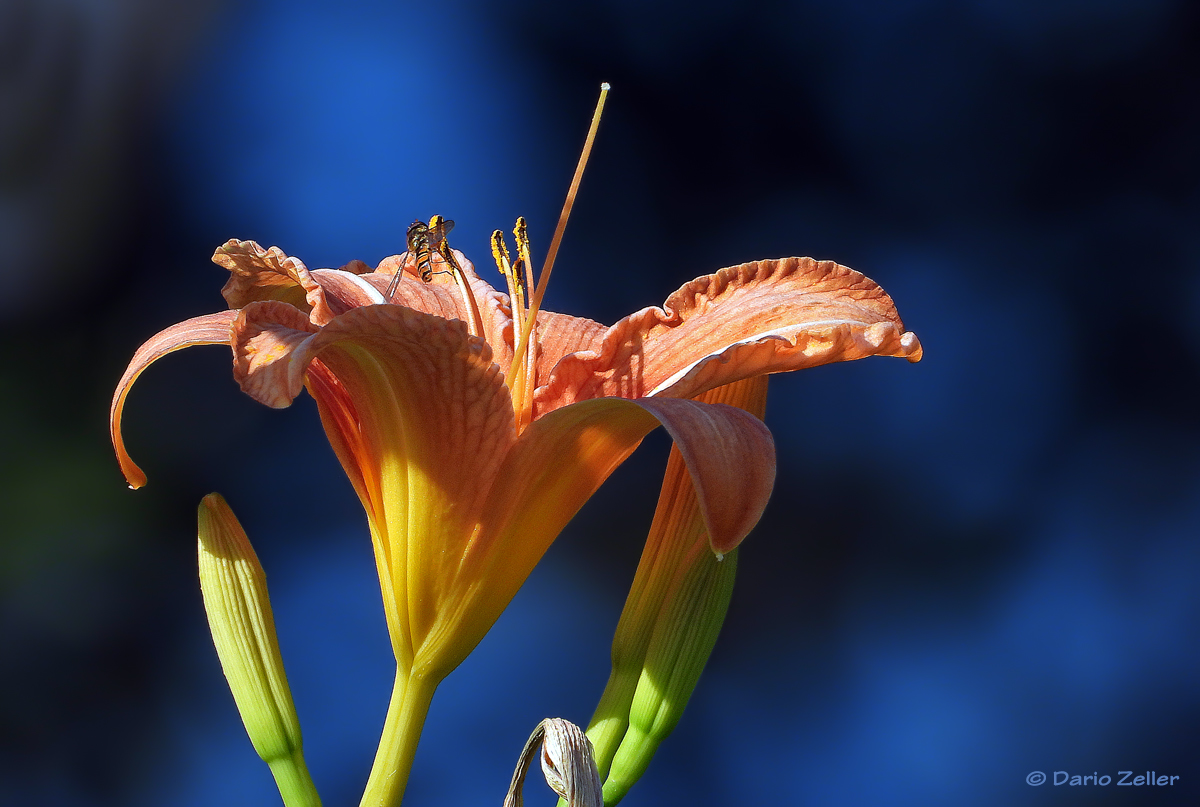 Blüte mit Besucher