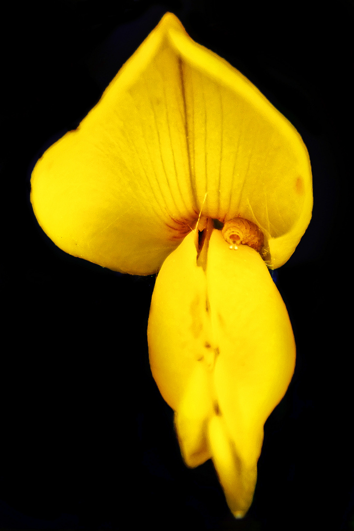 Blüte mit Besucher