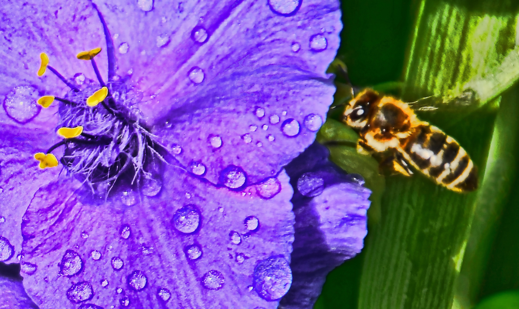 Blüte mit Besucher