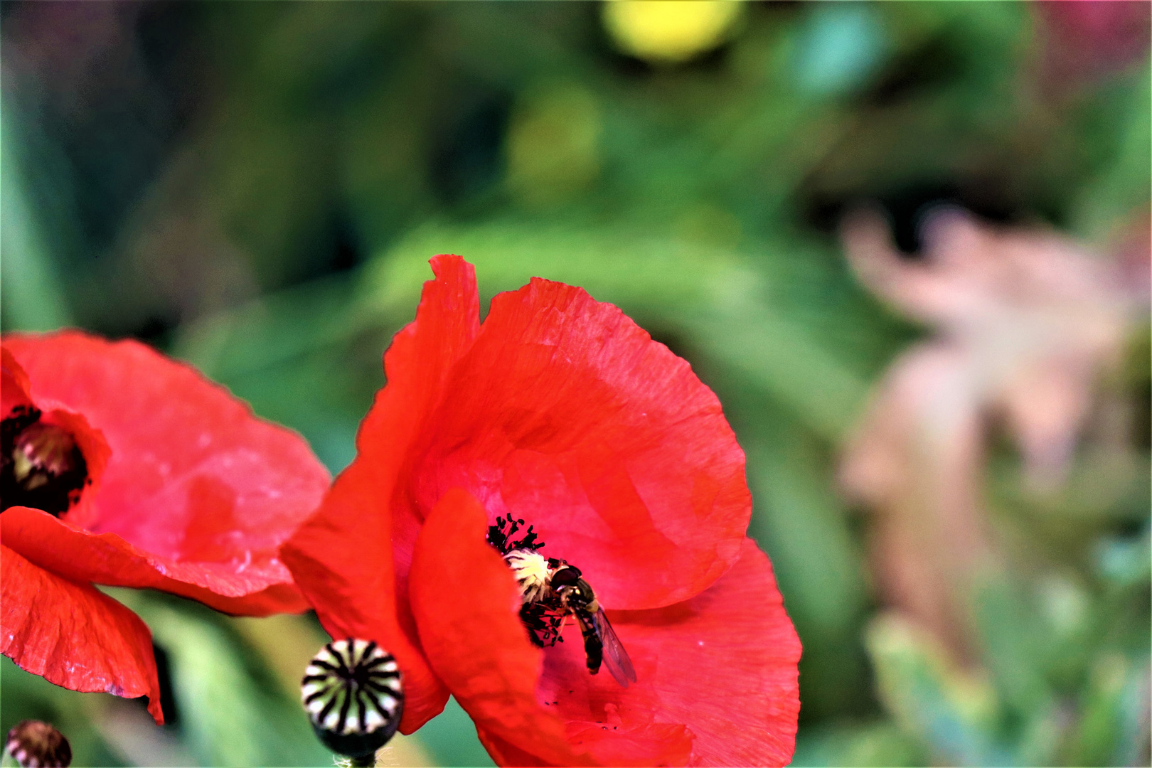 Blüte mit Besucher,