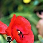 Blüte mit Besucher,