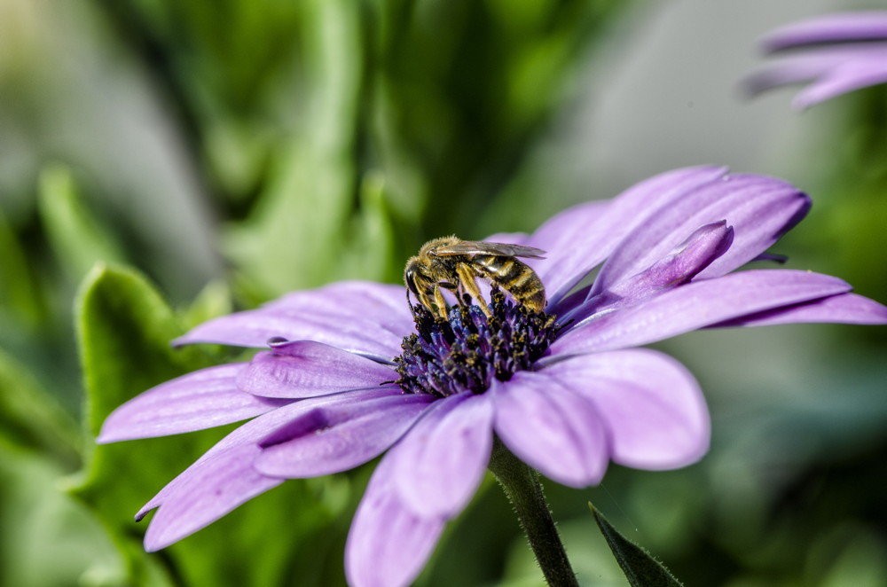 Blüte mit Besucher