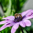 Blüte mit Besucher