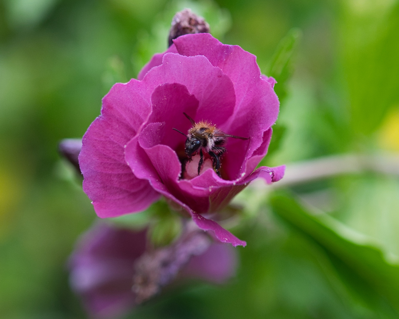 Blüte mit Besucher